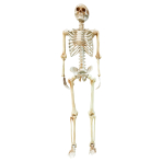 Skeletion life-size hanging decoration