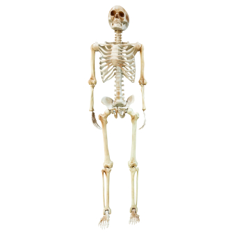 Skeletion life-size hanging decoration Skeletion life-size hanging decoration