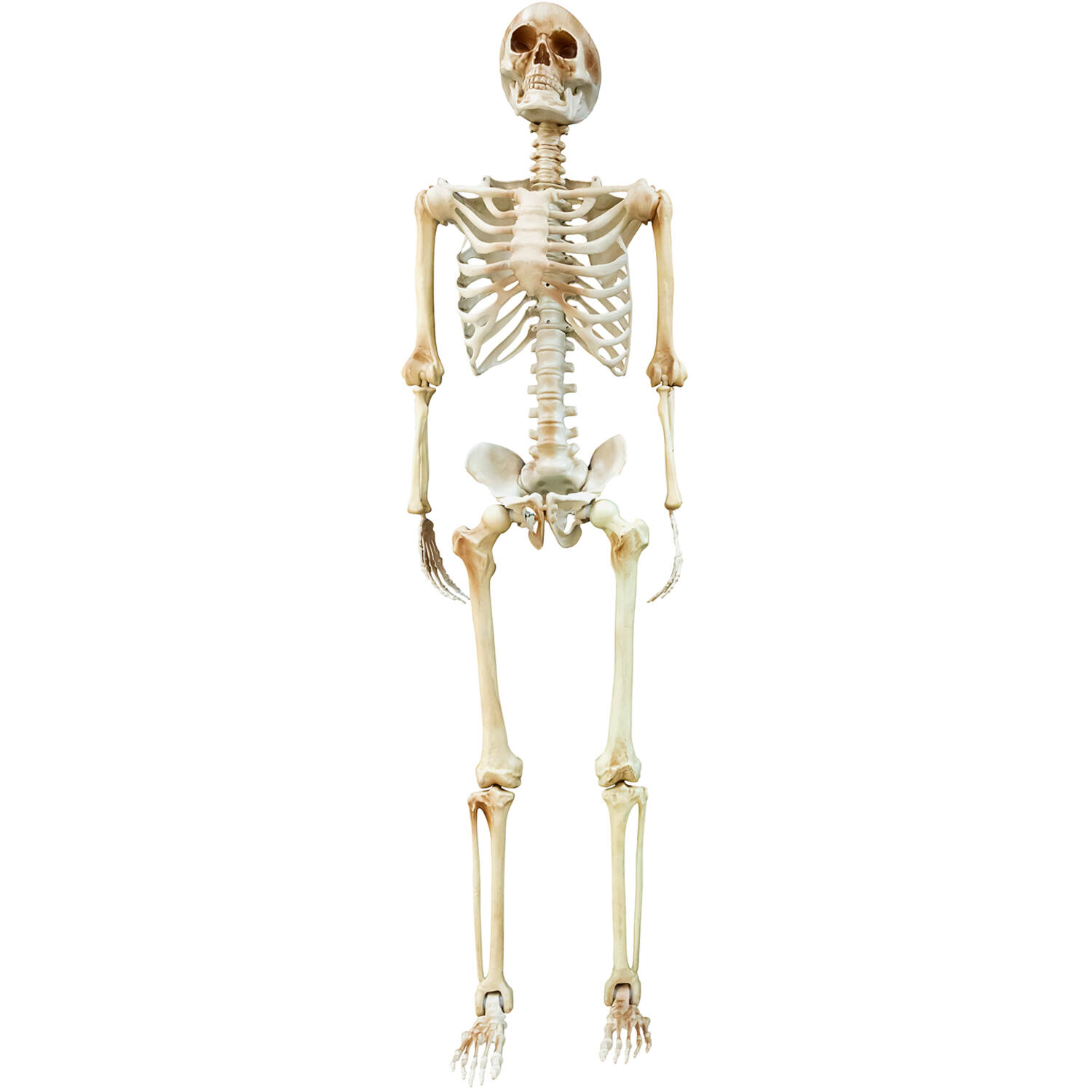 Skeletion life-size hanging decoration