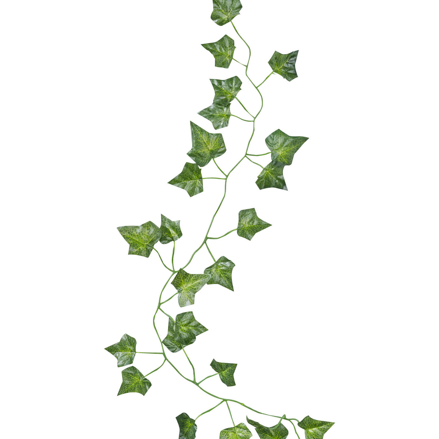 Foliage Vines