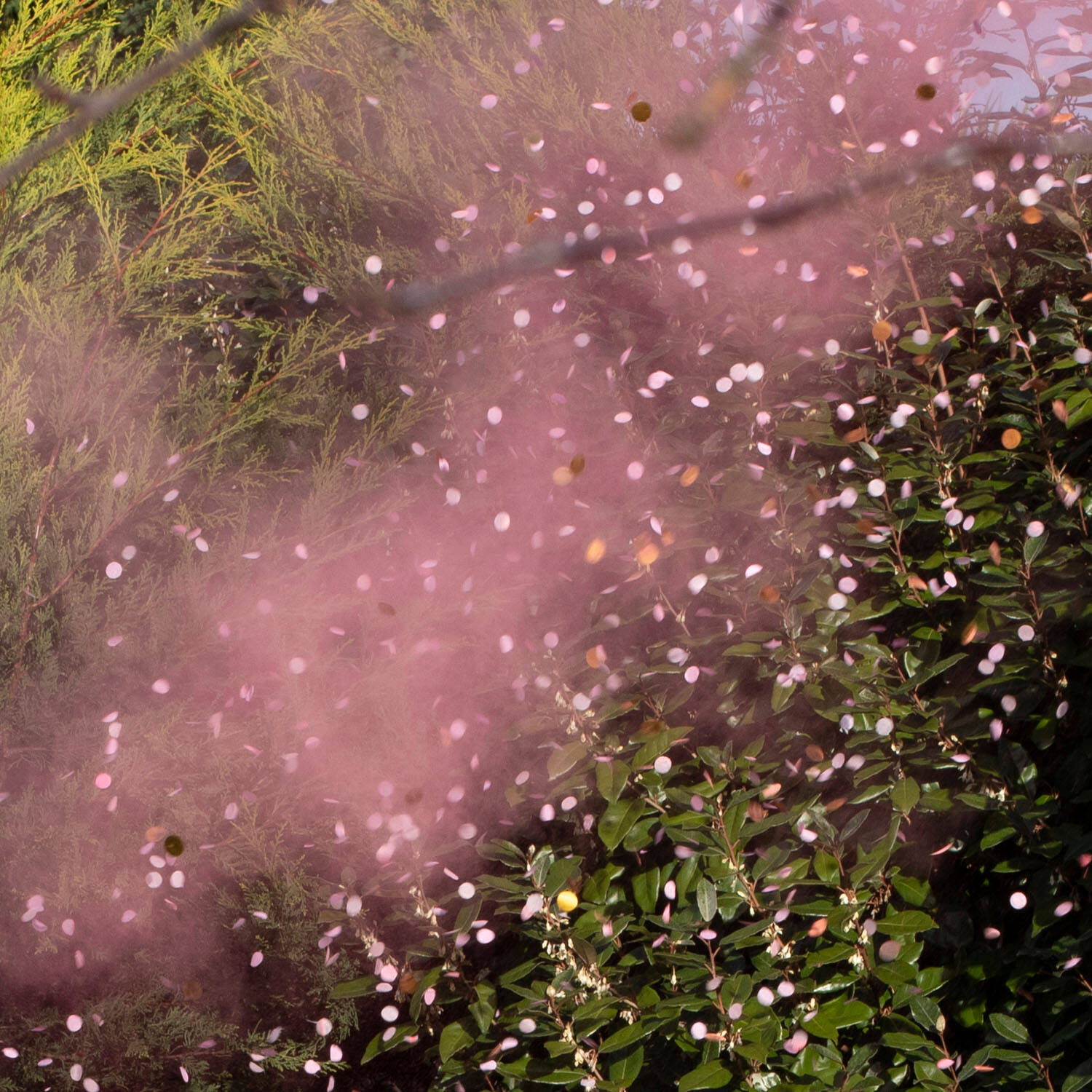 Confetti and Smoke Cannon Pink 30 x 4.5 cm