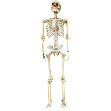 Skeletion life-size hanging decoration