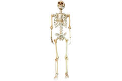 Skeletion life-size hanging decoration