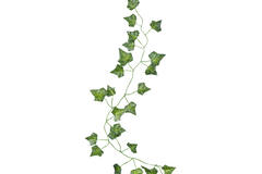 Foliage Vines