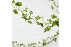 Foliage Vines