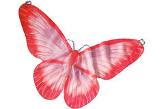Butterfly Wings