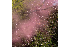 Confetti and Smoke Cannon Pink 30 x 4.5 cm