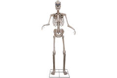 Animatronic XXL Standing Towering Skeleton 243 cm